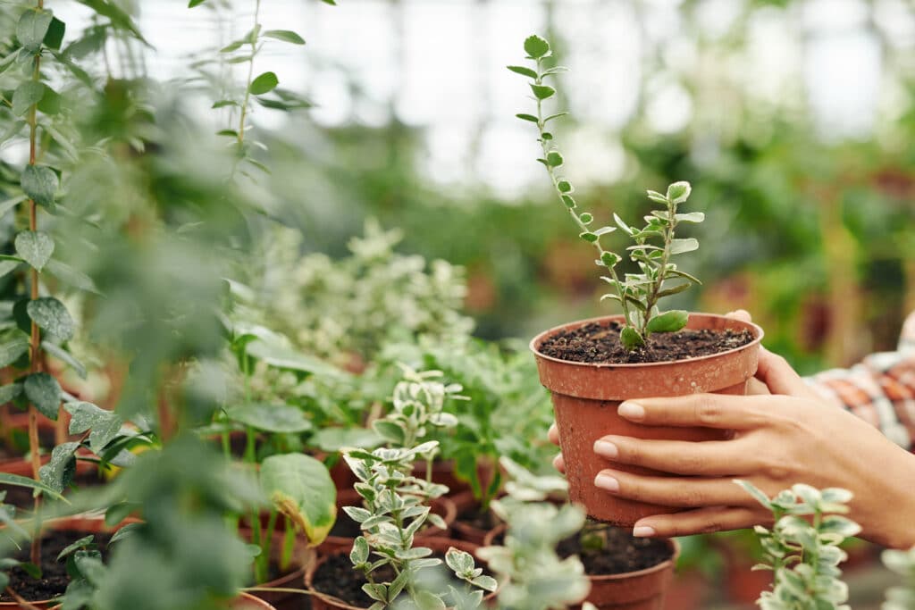 Woman Hands Holding a Flowerpot Surrounded by Plants