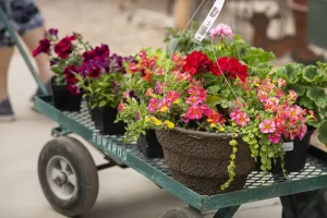 Greenhouse plants on cart - inventory kitting