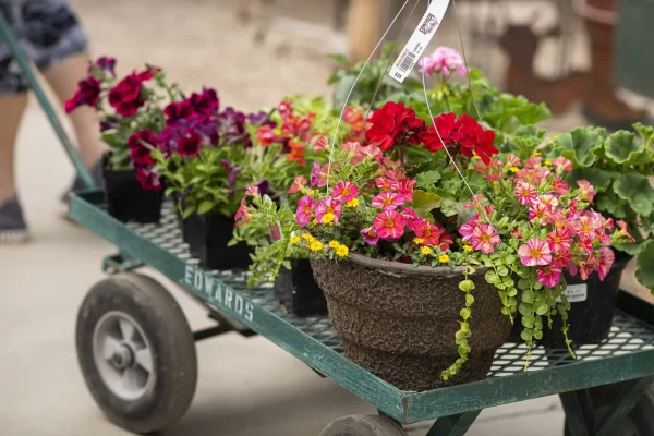 Greenhouse plants on cart - inventory kitting