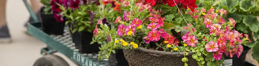 Greenhouse plants on cart - inventory kitting