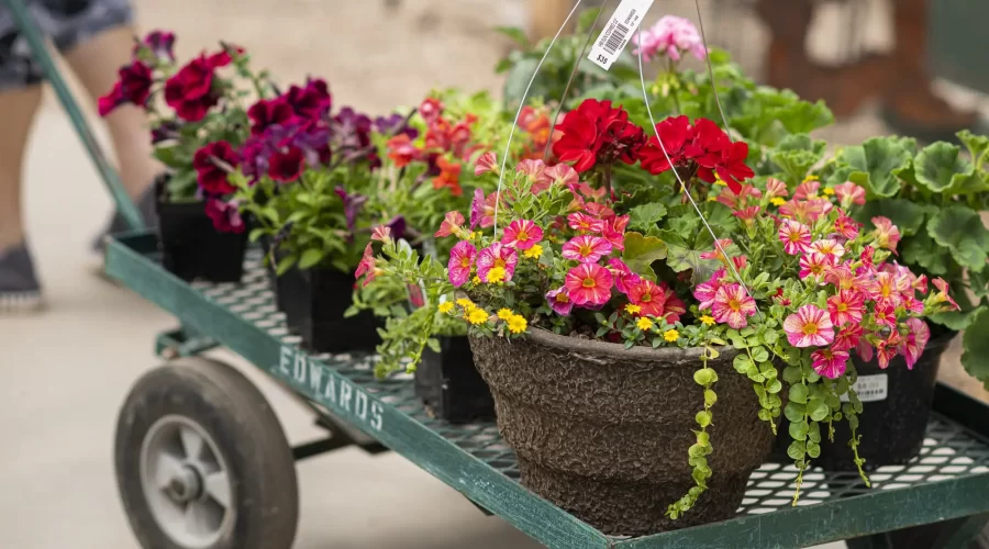 Greenhouse plants on cart - inventory kitting