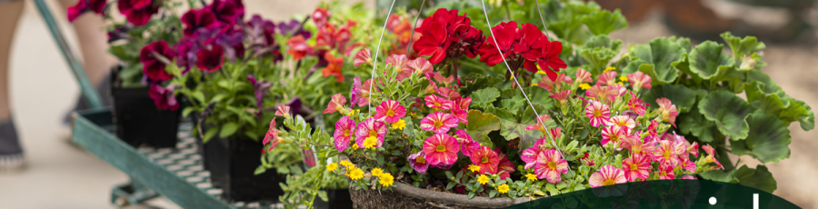 A garden center worker pulls a cart filled with colorful potted flowers and plants. Text: "Working with Promotions in Counterpoint" -- A Rapid Garden POS webinar.