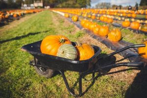 Pumpkins in a wheelbarrow in a garden center setting as they prepare for fall.