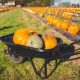 Harvesting Success: Fall Strategies for Garden Centers