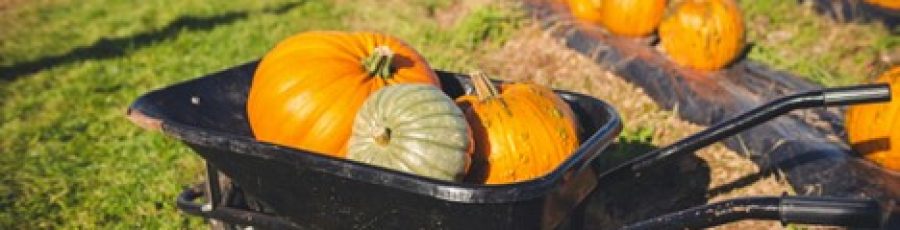 Pumpkins in a wheelbarrow in a garden center setting as they prepare for fall.