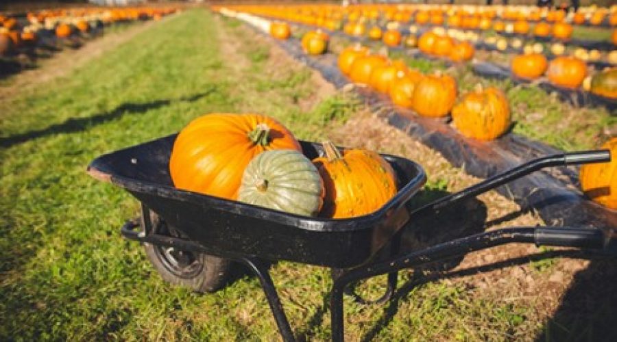 Pumpkins in a wheelbarrow in a garden center setting as they prepare for fall.