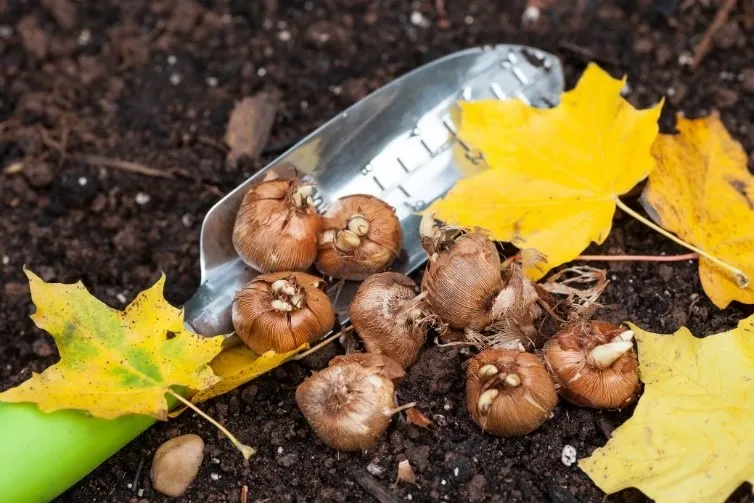 Fall Bulbs and Garden Shovel on the Ground