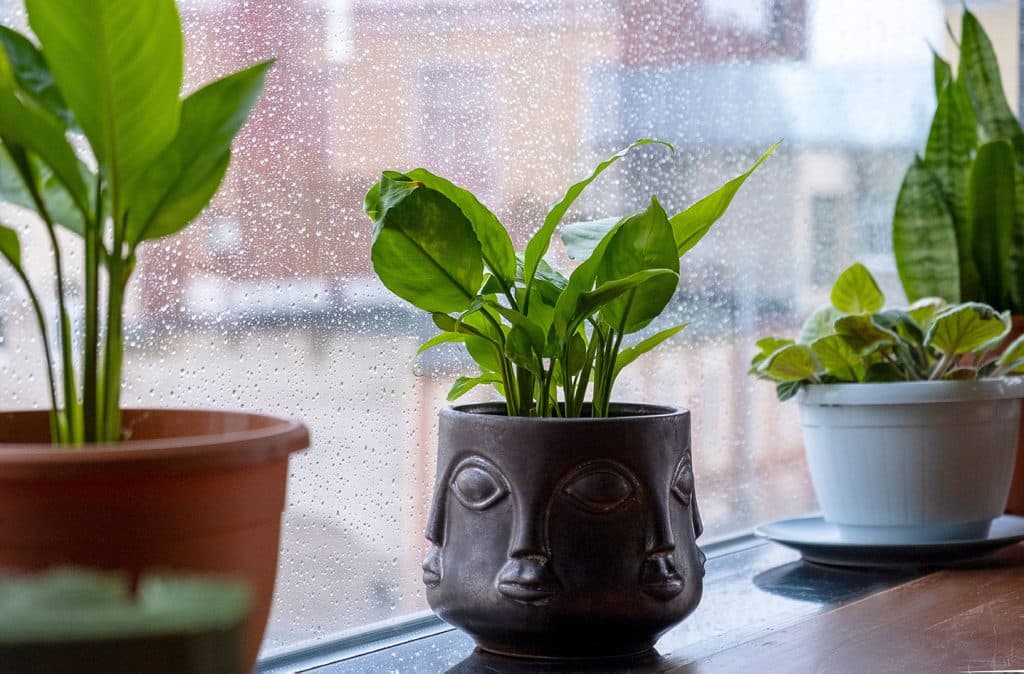 Winter Wellness Report: Can Houseplants Help Beat the Winter Blues?