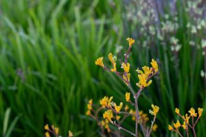 5 Garden Center Gifts to Feature for Dads Who Garden – Father’s Day 2025 Edition