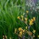 5 Garden Center Gifts to Feature for Dads Who Garden – Father’s Day 2025 Edition