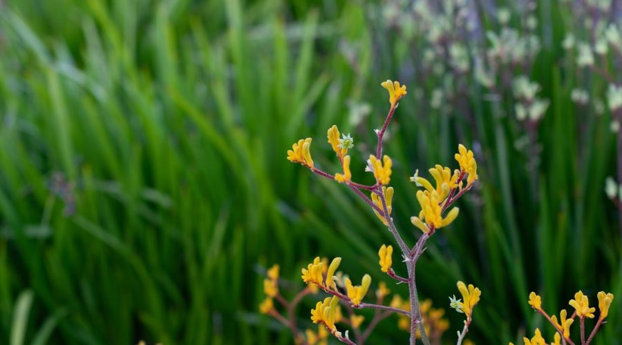 5 Garden Center Gifts to Feature for Dads Who Garden – Father’s Day 2025 Edition