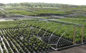 Multiple Plants at an Open Air Greenhouse