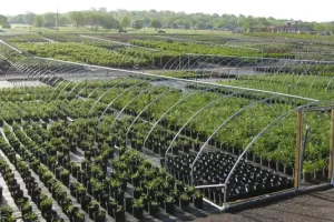 Multiple Plants at an Open Air Greenhouse