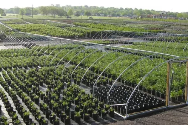 Multiple Plants at an Open Air Greenhouse