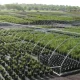 Nursery Inventory and Wholesale Software