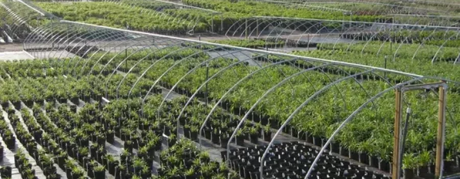 Multiple Plants at an Open Air Greenhouse