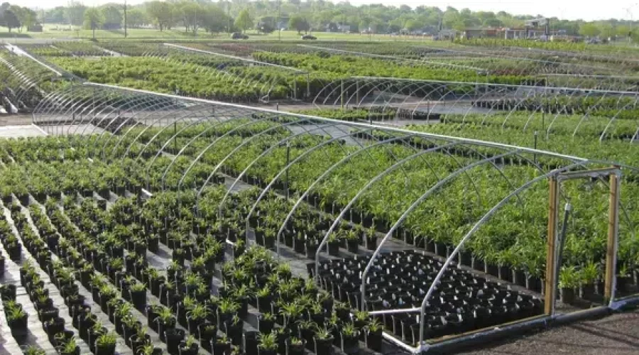Multiple Plants at an Open Air Greenhouse
