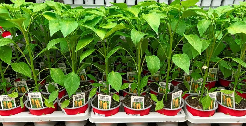 Weather-Proof Plant Labels: The Hidden Hero of Nursery Management