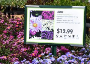 Aster Flowers Price Sign Surrounded by Flowers