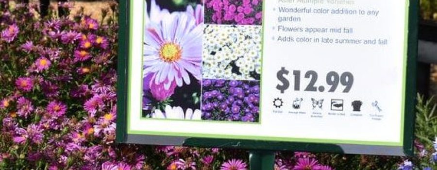 Aster Flowers Price Sign Surrounded by Flowers