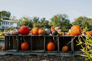 Harvesting Success: Smart Fall Strategies For Our Garden Centers