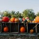 Harvesting Success: Smart Fall Strategies For Our Garden Centers