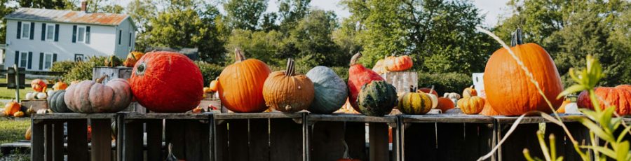 Harvesting Success: Smart Fall Strategies For Our Garden Centers